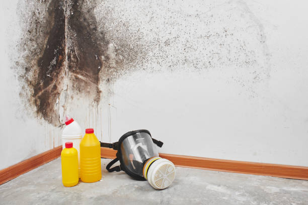 Certified Mold Removal in Sandstone, MN