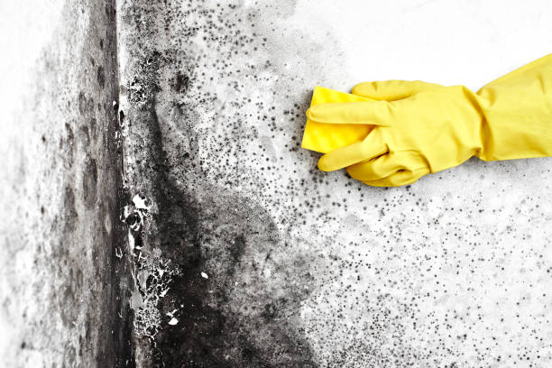 Best Local Mold Removal Service  in Sandstone, MN