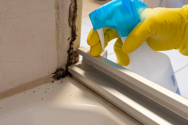 Best Water Damage Restoration  in Sandstone, MN