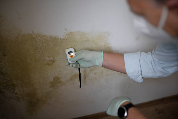 Best Crawl Space Mold Removal  in Sandstone, MN