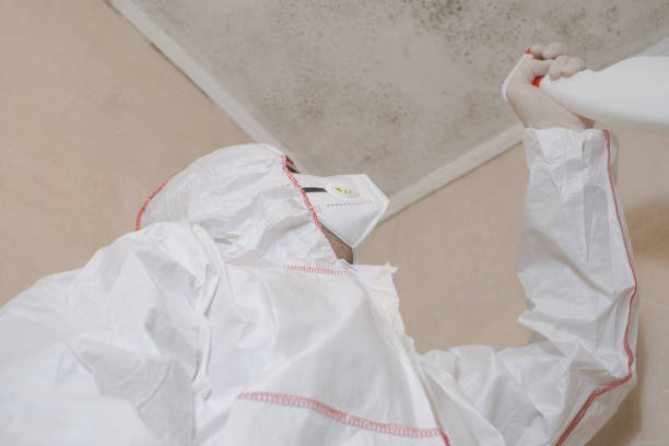 Best Certified Mold Removal  in Sandstone, MN