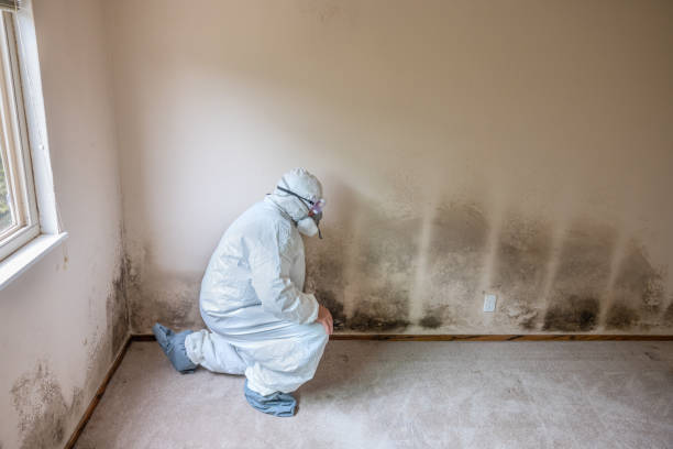 Professional Mold Removal in Sandstone, MN