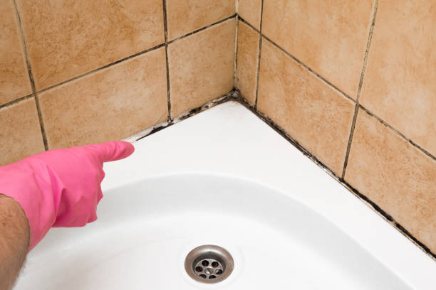 Best Attic Mold Removal  in Sandstone, MN