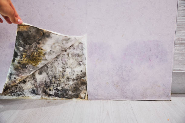 Best Mold Removal Company Near Me  in Sandstone, MN